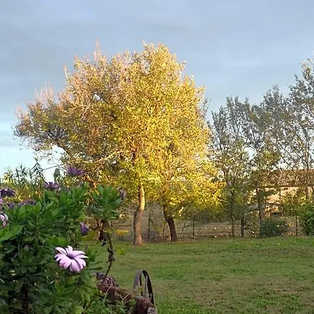 Le Tamerici